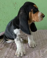 AKC Nolan, a male Basset Hound for sale in Fredericksburg, TX – 2 of 6