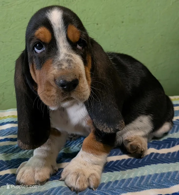 AKC Jagger – Basset Hound puppy for sale in Fredericksburg, TX