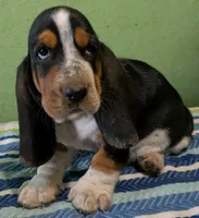AKC Jagger, a male Basset Hound for sale in Fredericksburg, TX – 1 of 5