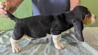 AKC Hope, a female Basset Hound for sale in Fredericksburg, TX – 4 of 6