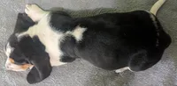 AKC Brantley, a male Basset Hound for sale in Fredericksburg, TX – 6 of 6