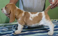 AKC Joby, a male Basset Hound for sale in Fredericksburg, TX – 4 of 5