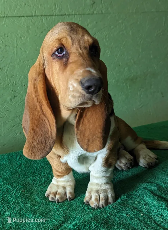 AKC KitKat – Basset Hound puppy for sale in Fredericksburg, TX