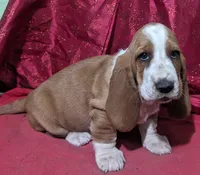 AKC Audrey, a female Basset Hound for sale in Fredericksburg, TX – Photo 1 of 4