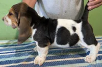 AKC Rico, a male Basset Hound for sale in Fredericksburg, TX – 3 of 5