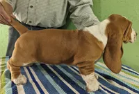 AKC Joy, a female Basset Hound for sale in Fredericksburg, TX – Photo 3 of 5