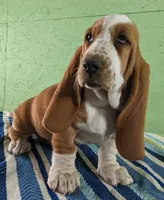 AKC Joy, a female Basset Hound for sale in Fredericksburg, TX – Photo 2 of 5