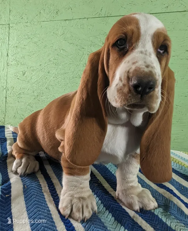 AKC Joy – Basset Hound puppy for sale in Fredericksburg, TX