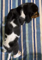 AKC Racker, a male Basset Hound for sale in Fredericksburg, TX – 5 of 5