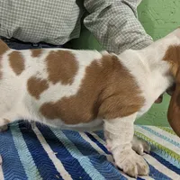 AKC Joey, a male Basset Hound for sale in Fredericksburg, TX – Photo 2 of 4