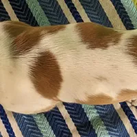 AKC Joey, a male Basset Hound for sale in Fredericksburg, TX – Photo 4 of 4