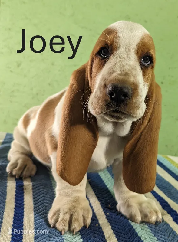 AKC Joey