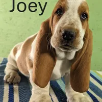 AKC Joey, a male Basset Hound for sale in Fredericksburg, TX – Photo 1 of 4