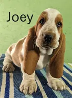 AKC Joey, a male Basset Hound for sale in Fredericksburg, TX – Photo 1 of 4