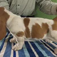 AKC Joey, a male Basset Hound for sale in Fredericksburg, TX – Photo 3 of 4