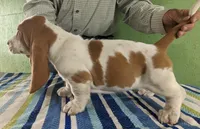 AKC Joey, a male Basset Hound for sale in Fredericksburg, TX – Photo 3 of 4