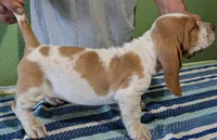 AKC Jinka, a female Basset Hound for sale in Fredericksburg, TX – 4 of 5