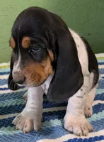 AKC Jakira, a female Basset Hound for sale in Fredericksburg, TX – 2 of 5