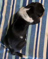 AKC Jagger, a male Basset Hound for sale in Fredericksburg, TX – 5 of 5