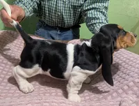 AKC Chrissy, a female Basset Hound for sale in Fredericksburg, TX – 4 of 5