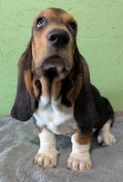 AKC Hailey, a female Basset Hound for sale in Fredericksburg, TX – 2 of 8