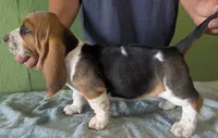AKC Janae, a female Basset Hound for sale in Fredericksburg, TX – 5 of 5
