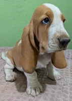 AKC Delta, a female Basset Hound for sale in Fredericksburg, TX – 2 of 5