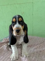 AKC Nolan, a male Basset Hound for sale in Fredericksburg, TX – 3 of 6