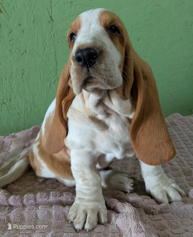AKC Norris – Basset Hound puppy for sale in Fredericksburg, TX