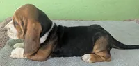 AKC Kingston, a male Basset Hound for sale in Fredericksburg, TX – 3 of 5