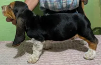 AKC Dudley HOLD, a male Basset Hound for sale in Fredericksburg, TX – 4 of 5