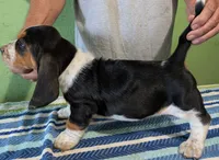AKC Jagger, a male Basset Hound for sale in Fredericksburg, TX – 4 of 5