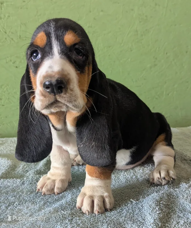 AKC Hope – Basset Hound puppy for sale in Fredericksburg, TX