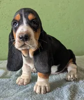 AKC Hope, a female Basset Hound for sale in Fredericksburg, TX – 1 of 6