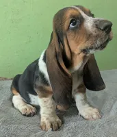 AKC Kenzo, a male Basset Hound for sale in Fredericksburg, TX – 3 of 6