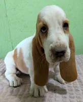 AKC Nadine HOLD, a female Basset Hound for sale in Fredericksburg, TX – 2 of 5