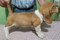 AKC Dusty, a male Basset Hound for sale in Fredericksburg, TX – 4 of 5
