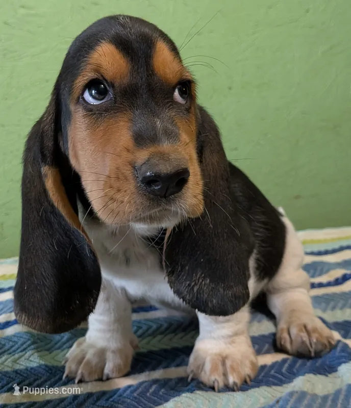 AKC Racker – Basset Hound puppy on hold in Fredericksburg, TX