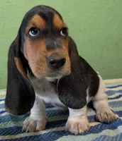 AKC Racker, a male Basset Hound for sale in Fredericksburg, TX – 1 of 5