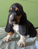AKC Tassy, a female Basset Hound for sale in Fredericksburg, TX – 3 of 6