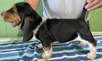AKC Jerron, a male Basset Hound for sale in Fredericksburg, TX – 3 of 5