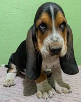 AKC Dudley HOLD, a male Basset Hound for sale in Fredericksburg, TX – 1 of 5