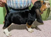 AKC Dudley HOLD, a male Basset Hound for sale in Fredericksburg, TX – 3 of 5