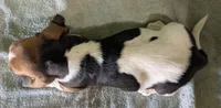 AKC Tanya, a female Basset Hound for sale in Fredericksburg, TX – 6 of 6