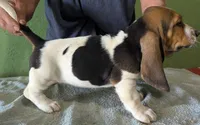 AKC Tanya, a female Basset Hound for sale in Fredericksburg, TX – 4 of 6