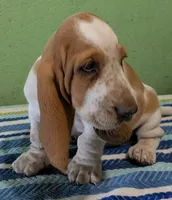 AKC Jussi, a female Basset Hound for sale in Fredericksburg, TX – 2 of 5