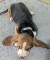AKC Kingston, a male Basset Hound for sale in Fredericksburg, TX – 5 of 5