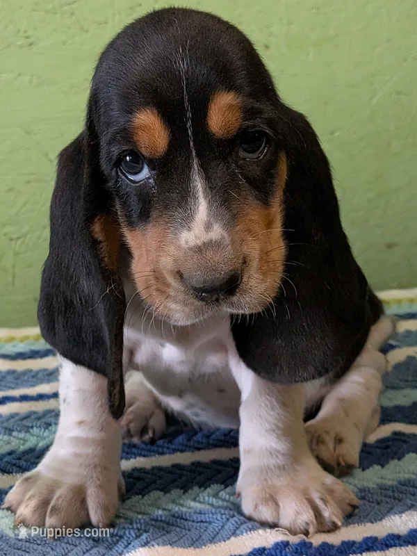 AKC Jakira – Basset Hound puppy for sale in Fredericksburg, TX
