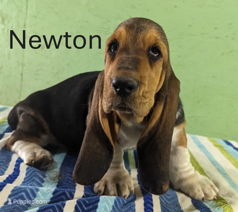 AKC Newton