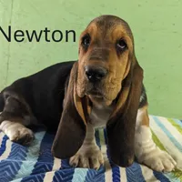 AKC Newton, a male Basset Hound for sale in Fredericksburg, TX – Photo 1 of 4